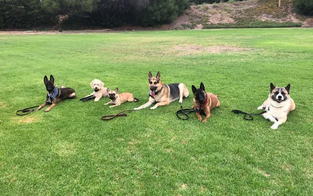 A dog practicing a reliable sit-stay during obedience training