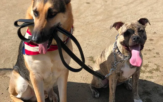 Two dogs on leashes demonstrating advanced training focus