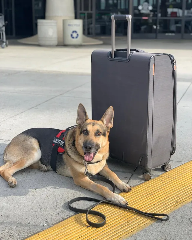 Kane the German Shepherd lying beside luggage at the airport