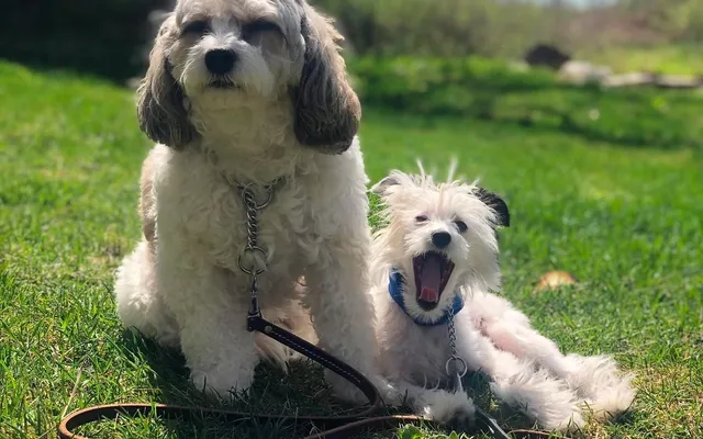 A puppy learning manners during a comprehensive training session