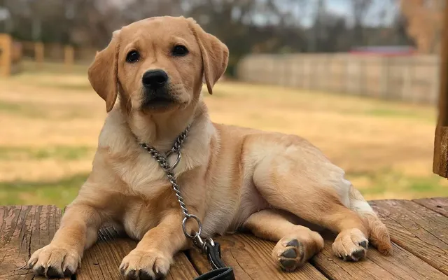 A puppy sitting calmly on a mat during foundations training
